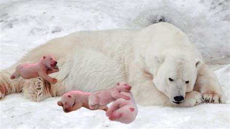 How Polar Bear Giving Birth And Feeding Her Cubs - YouTube