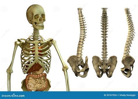 Human Skeleton And Spine Royalty Free Stock Image - Image: 35767926