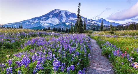 Wildflowers and Hikes in Washington State