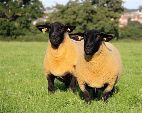 Suffolk Sheep Society: 125 years of breeding excellence for Irish ...