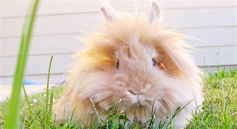 Lionhead Rabbit - Open Farm and Mini Zoo Ardmore Waterford