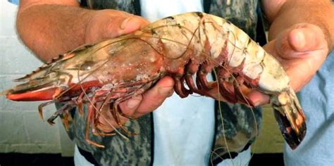 Giant Shrimp Invade US Waters - Business Insider