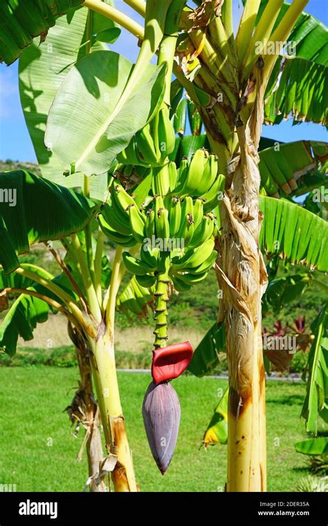 Red banana flower on a tropical banana plantain tree Stock Photo ...