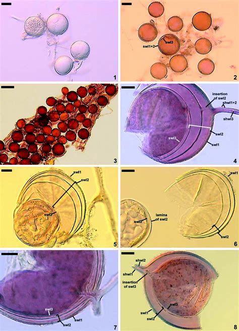 Glomeromycota Life Cycle