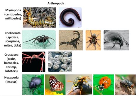 Unit 5-7: Phylum Arthropoda – The Biology Classroom