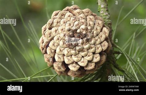 Pinecone fibonacci numbers pattern Stock Videos & Footage - HD and 4K ...