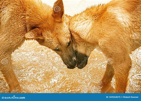 Australian Dingoes stock image. Image of lupus, wild - 169554075