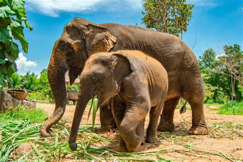 What They Don’t Tell You About Elephant Sanctuaries in Thailand | by ...