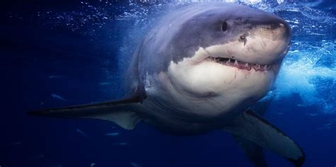 Australian Shark Attack Victim Gives The Thumbs-Up In Picture Showing ...