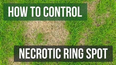 How to Control Necrotic Ring Spot (4 Easy Steps) - YouTube