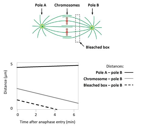 To Study Chromosome Movement During Anaphase in Mammals, You Have ...