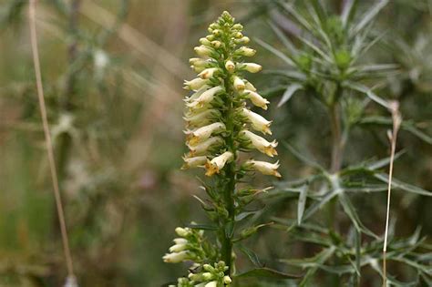 11 of the Best Foxglove Varieties | Gardener’s Path