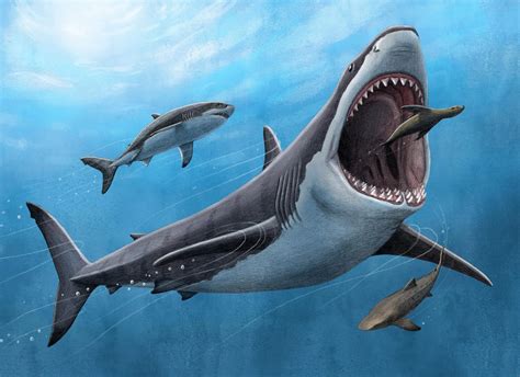 Megalodon Was No Cold-Blooded Killer – And That Spelled Its Doom