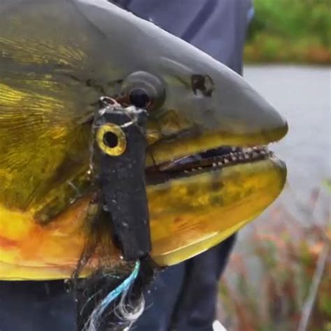 Surface Patterns Produce Explosive Golden Dorado Strikes | Set Fly Fishing