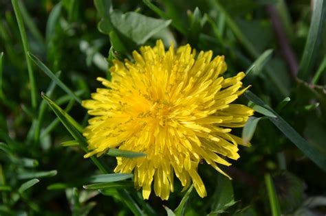 Dandelion is one of the most commonly know broadleaf weeds.