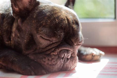 A Helpful Comparison Guide For French Bulldog Pet Insurance Providers