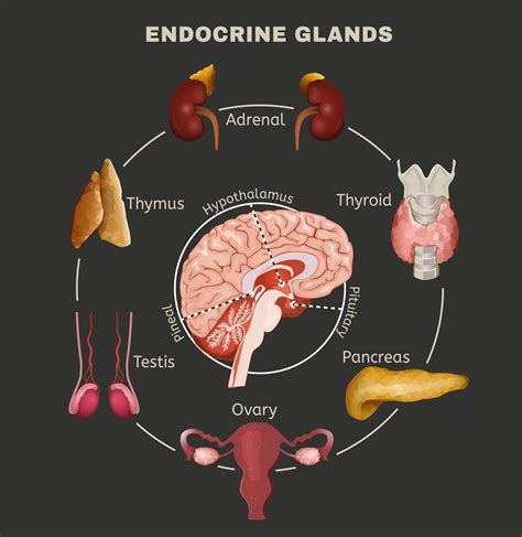 FISIOLOGIA ENDÓCRINA