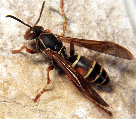 Northern Paper Wasp (Insects of Ohio) · iNaturalist