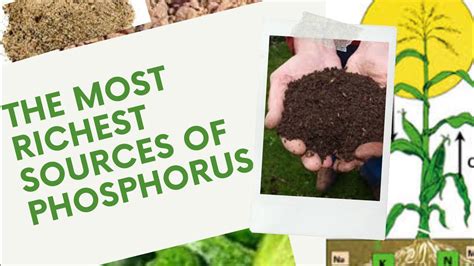 5 most richest sources of Phosphorus for your plants. #gardeningtips # ...