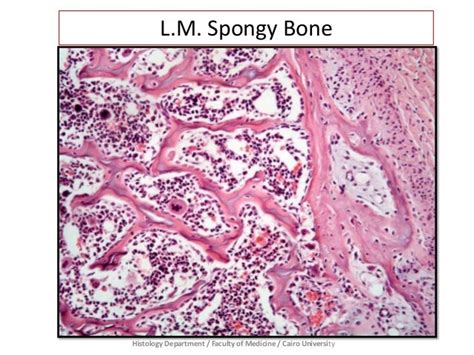 Bone - Prac. Histology