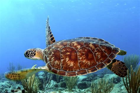 Interesting Green Sea Turtle Facts