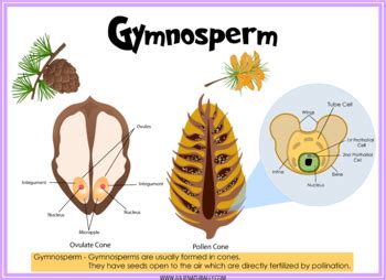 Gymnosperm Seed Diagram