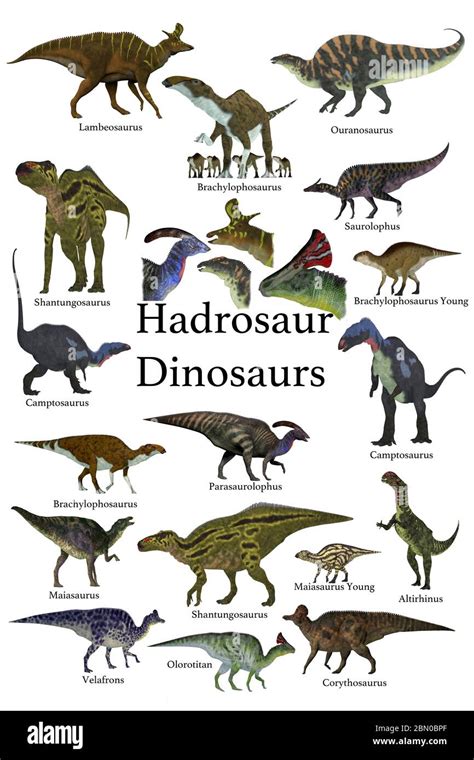 Hadrosaur dinosaurs - This is a collection of ornithopod herbivorous ...