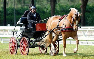 Carriage Driving Lessons | Selangor Turf Club