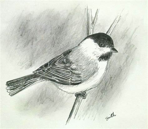 17+ chickadee drawing - NadiahLeeha