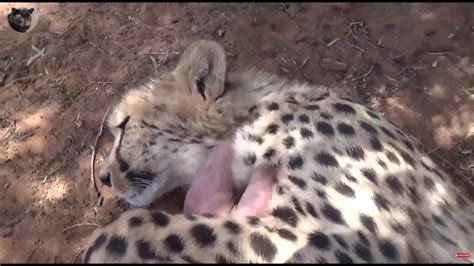 Cheetah Purring Compilation! - YouTube