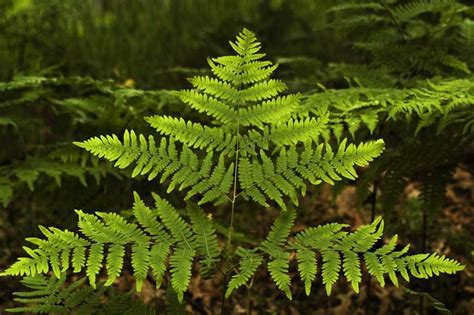 -Wild Ferns in Michigan, USA | Plant leaves, Nature, Plants