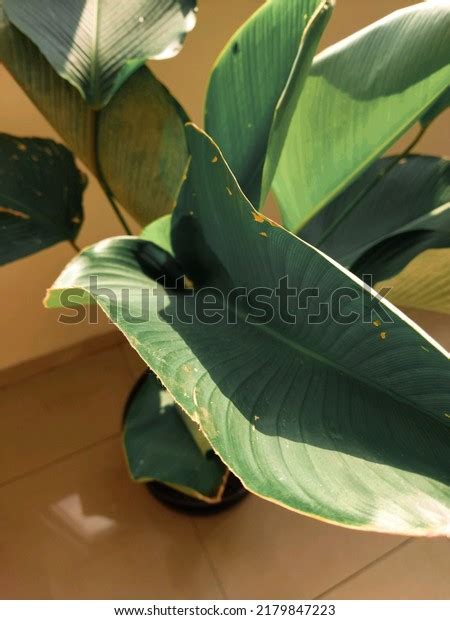 Indoor Shining Calathea Lutea Plant Stock Photo 2179847223 | Shutterstock