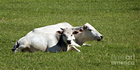 Two Headed Cow Photograph by Methune Hively - Fine Art America