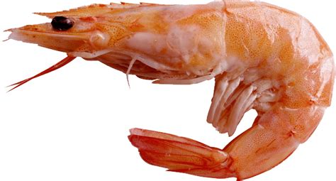 Large Shrimp transparent PNG - StickPNG