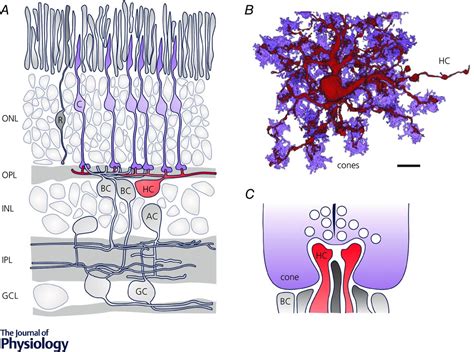 How do horizontal cells ‘talk’ to cone photoreceptors? Different levels ...