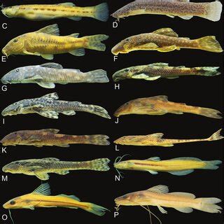 Species of Siluriformes from Costa Verde Fluminense region ...