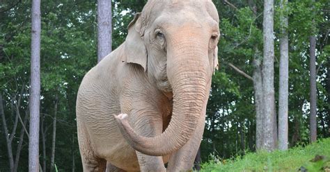 Abused elephant finds sanctuary in Hohenwald, Tennessee