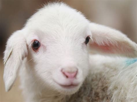 Soft baby goat :-) | Lamb, Cute lamb, Lamb pictures