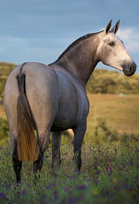 Lusitano mare. She is a greying bay dun. Dun is extremely rare in ...