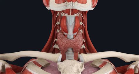 Thyroid Gland Anatomy