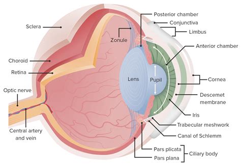 Eye: Anatomy | Concise Medical Knowledge