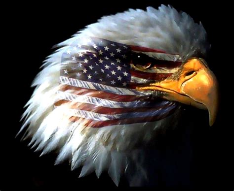 Bald Eagle American Flag Photos | Image Wallpapers HD