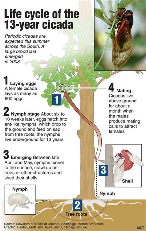 Cicada Life Cycle Pictures | Life cycles, Cycle pictures, Life