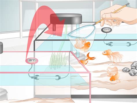 How to Cure Goldfish Dropsy: 15 Steps (with Pictures) - wikiHow