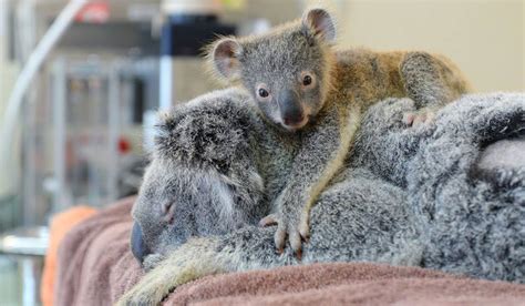 Emotional moment a baby koala hugging unconscious mom during surgery