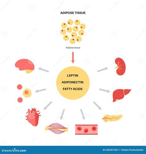 Adipose Tissue Hormones Vector Illustration | CartoonDealer.com #240397320