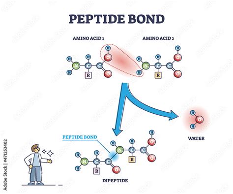 Obraz Peptide bond as amino acids formation in protein biosynthesis ...