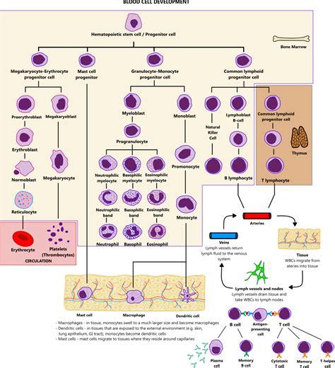 Blood cell development illustration