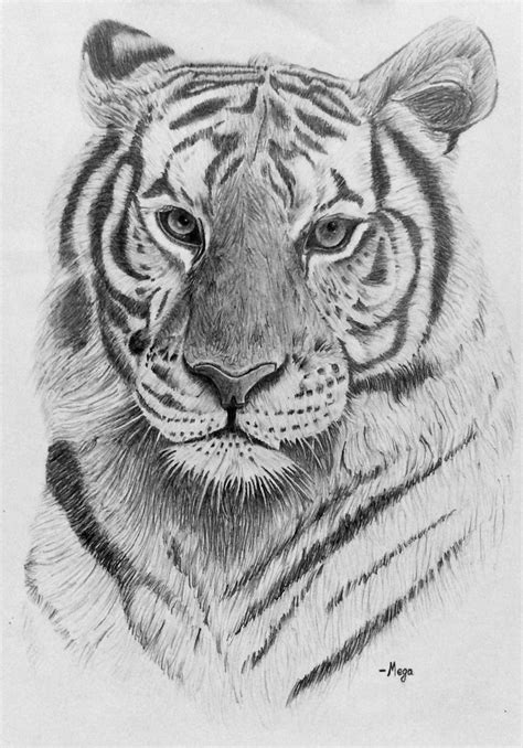 Realistic Pencil Drawing of a Majestic Tiger