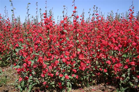 Silver Falls Seed Company - Clarkia - Elegant Red